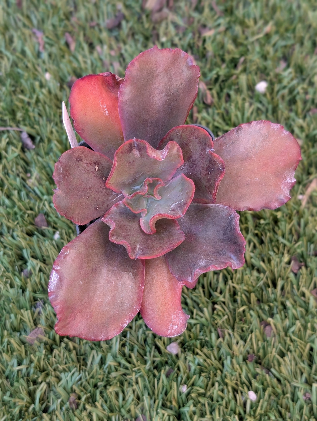Echeveria Chocolate Ruffles