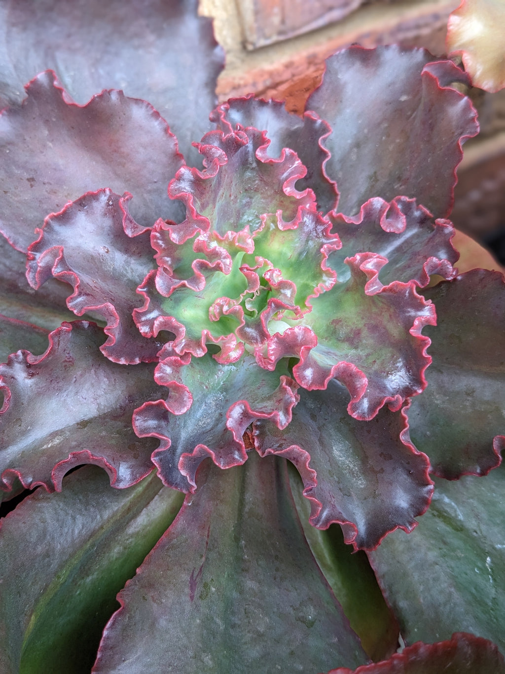 Echeveria Chocolate Melody