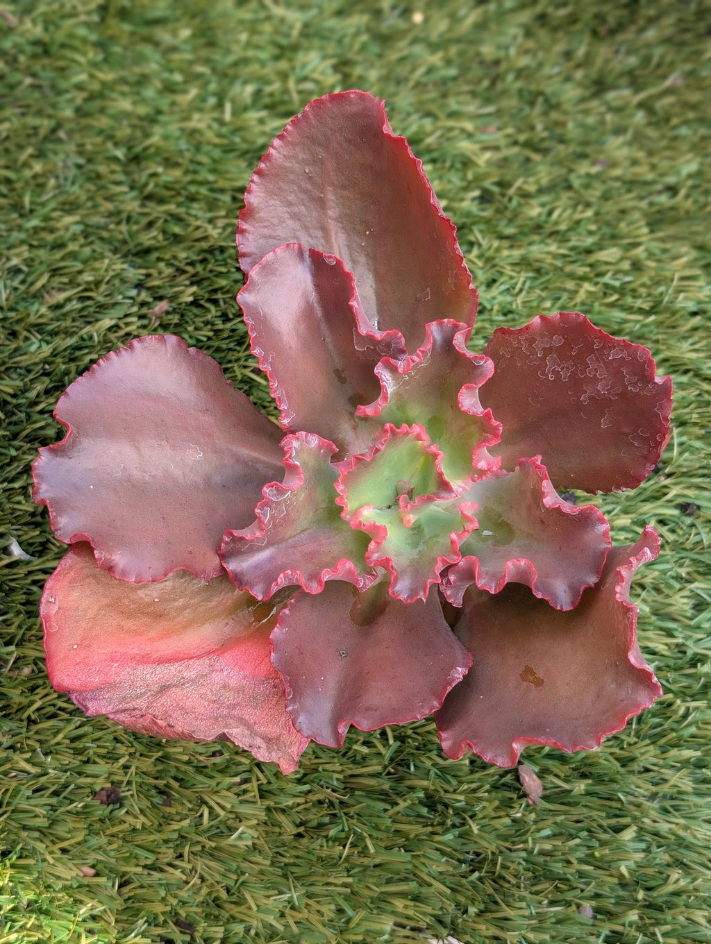 Echeveria Chocolate Melody