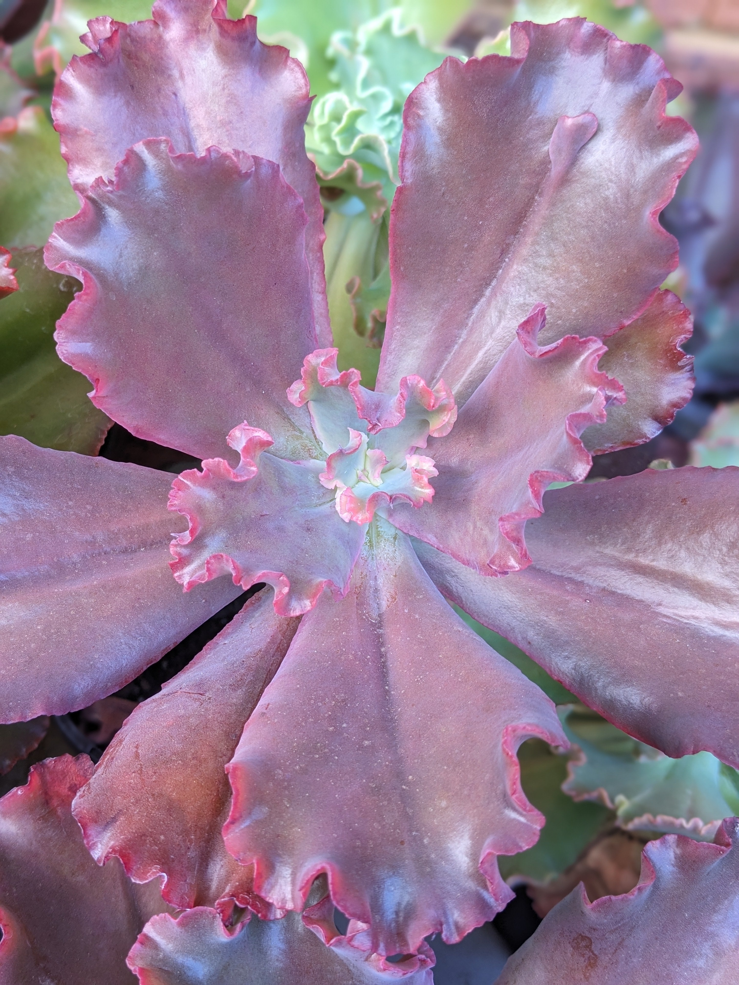Echeveria Chocolate Ruffles