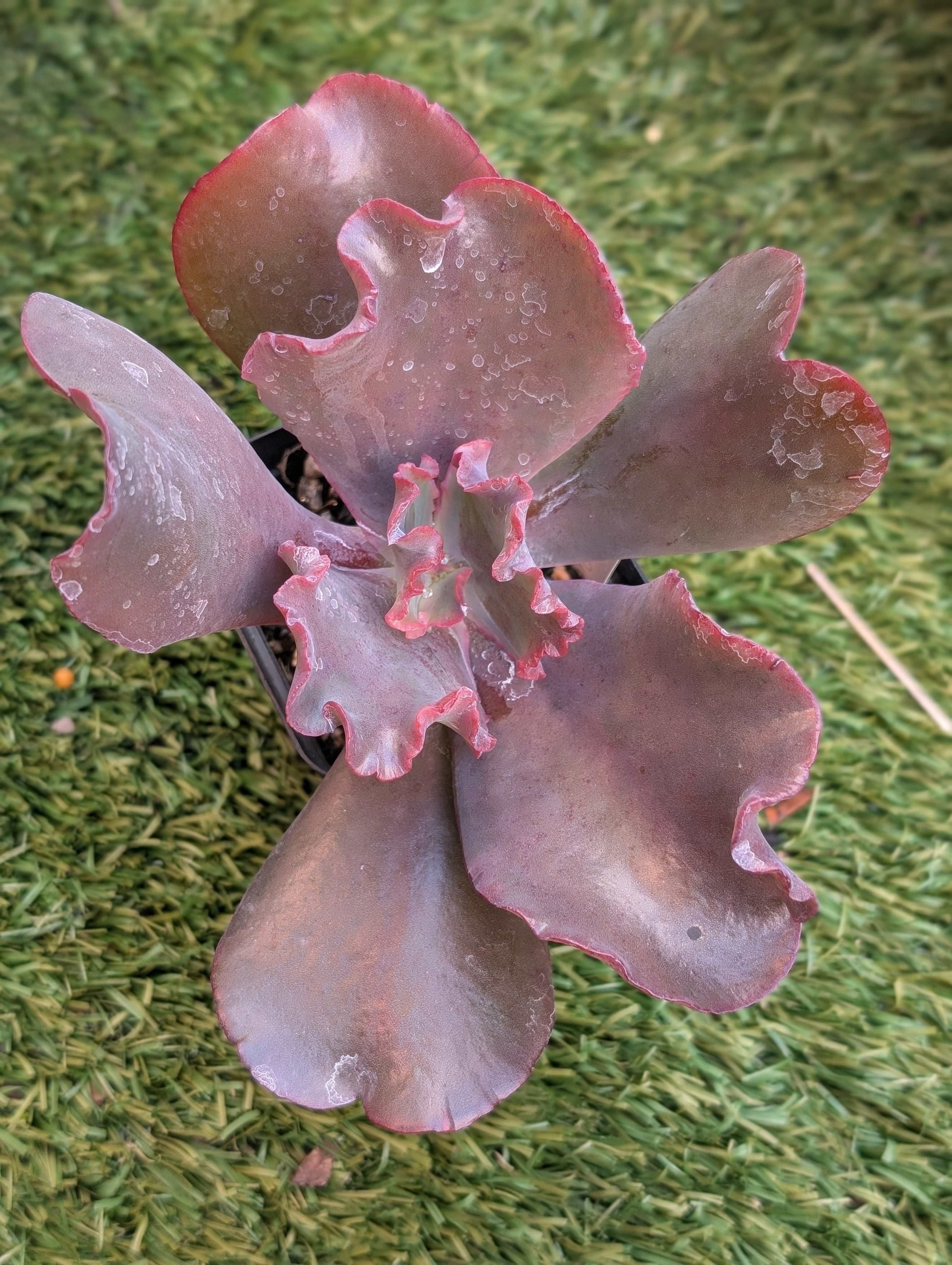 Echeveria Chocolate Ruffles