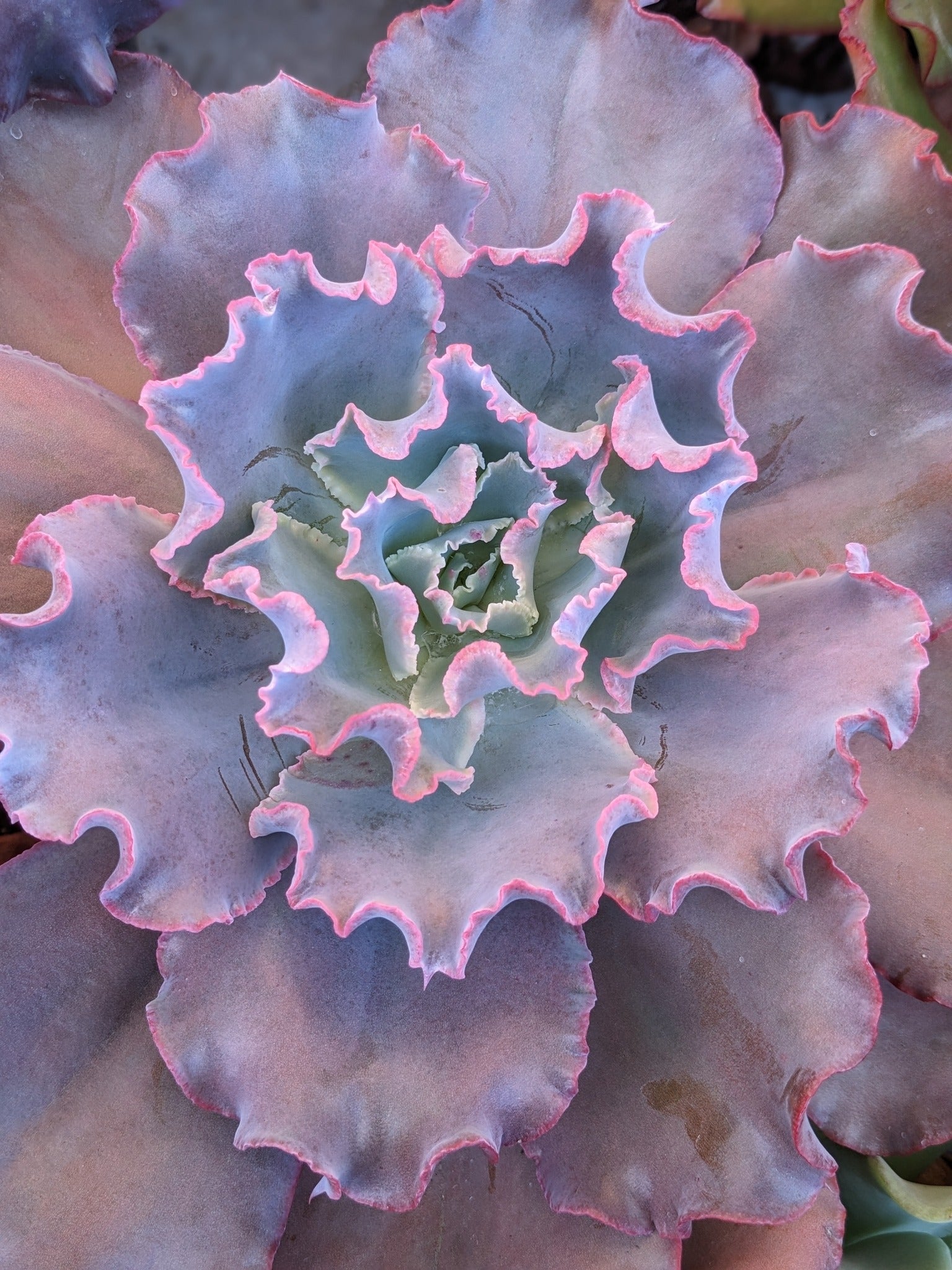 Echeveria Cinderella II