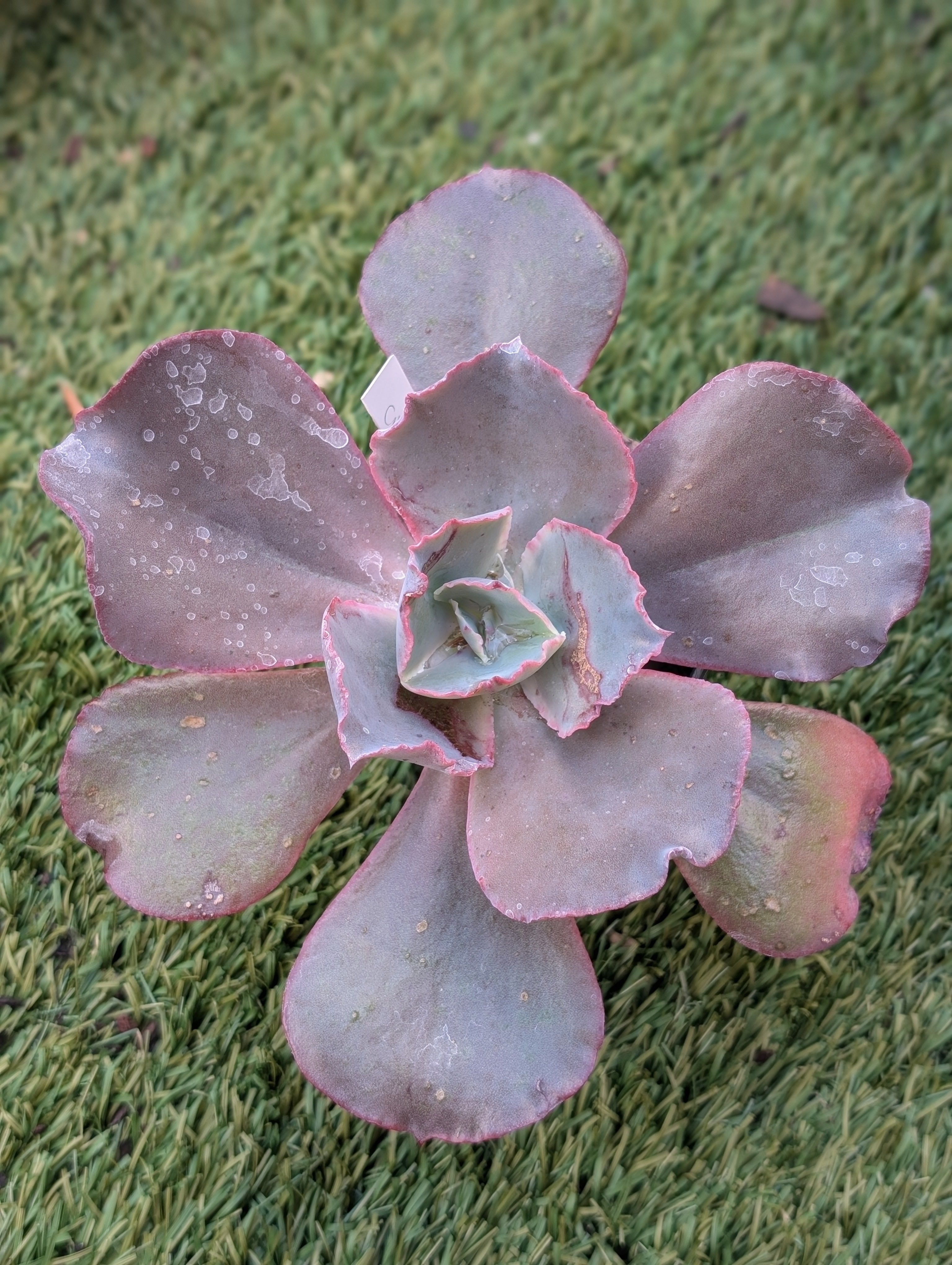 Echeveria Cinderella II