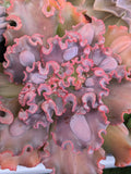 Echeveria Cold Flame