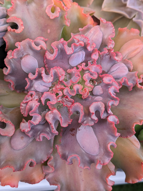 Echeveria Cold Flame
