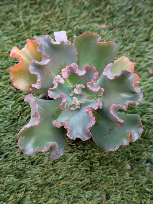 Echeveria Cold Flame