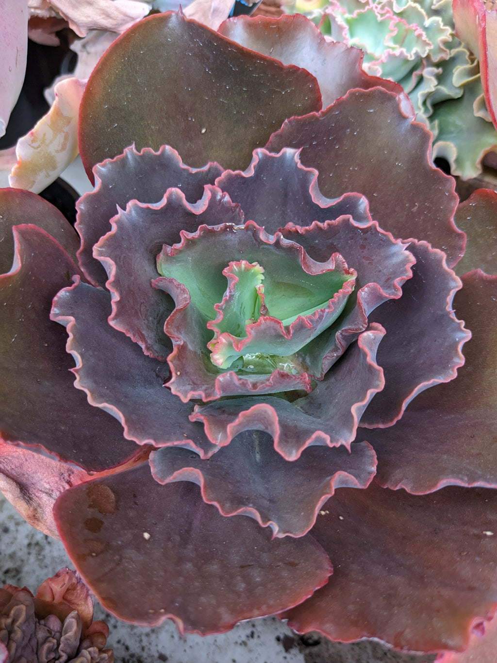 Echeveria Comanche Spirit