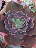 Echeveria Comanche Spirit