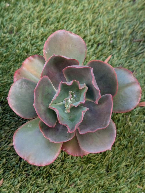 Echeveria Comanche Spirit