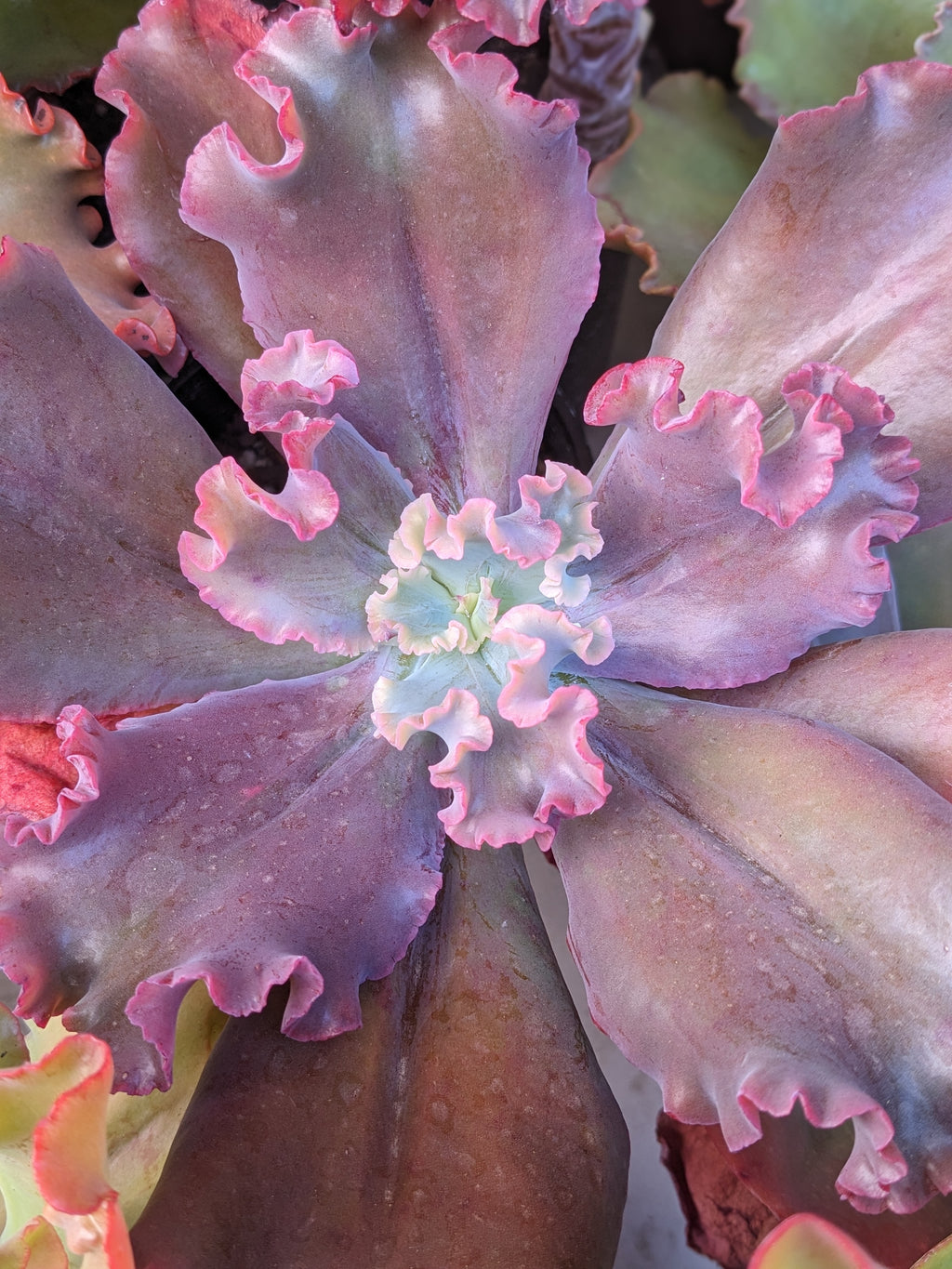 Echeveria Contessa