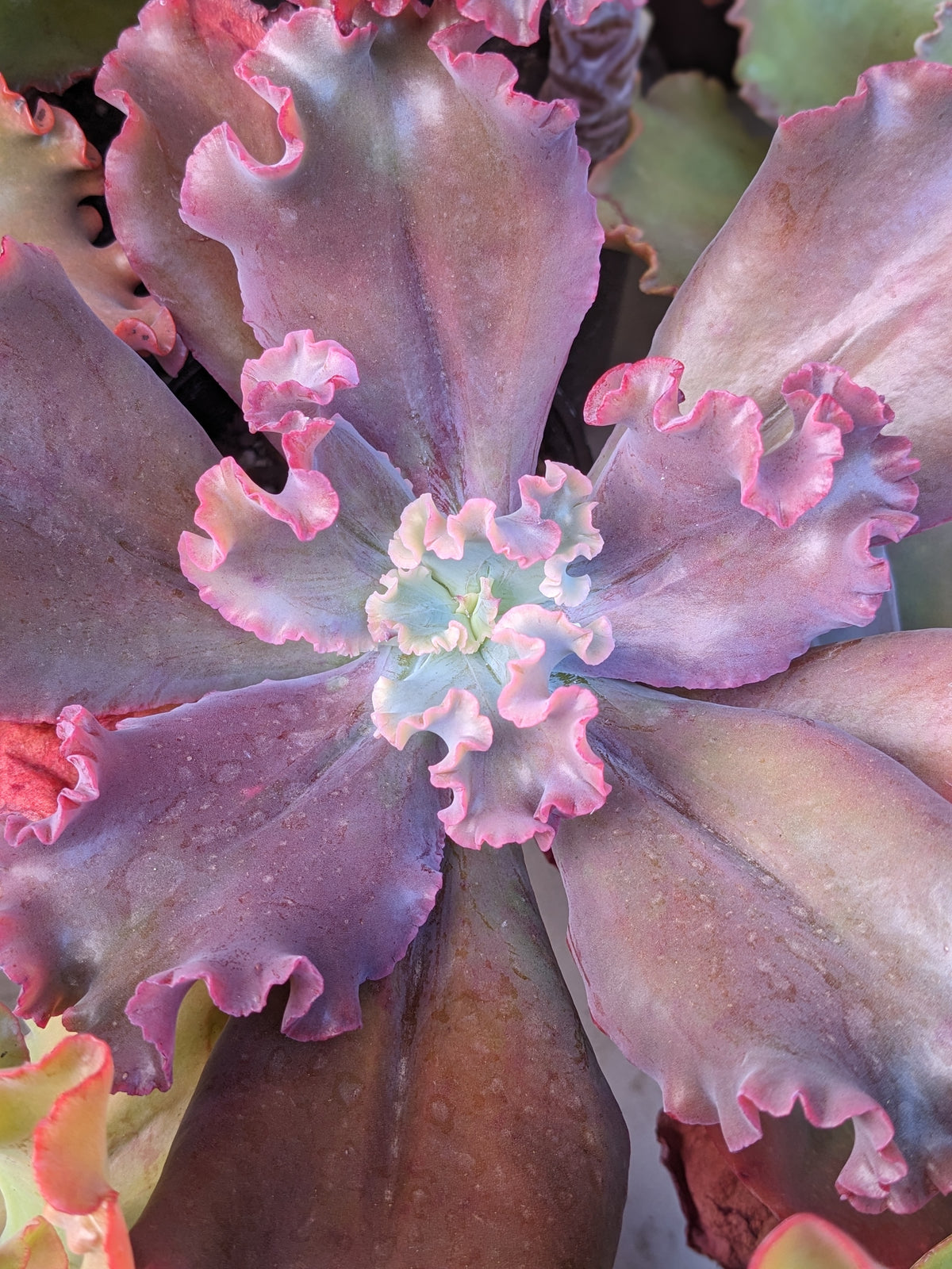 Echeveria Contessa