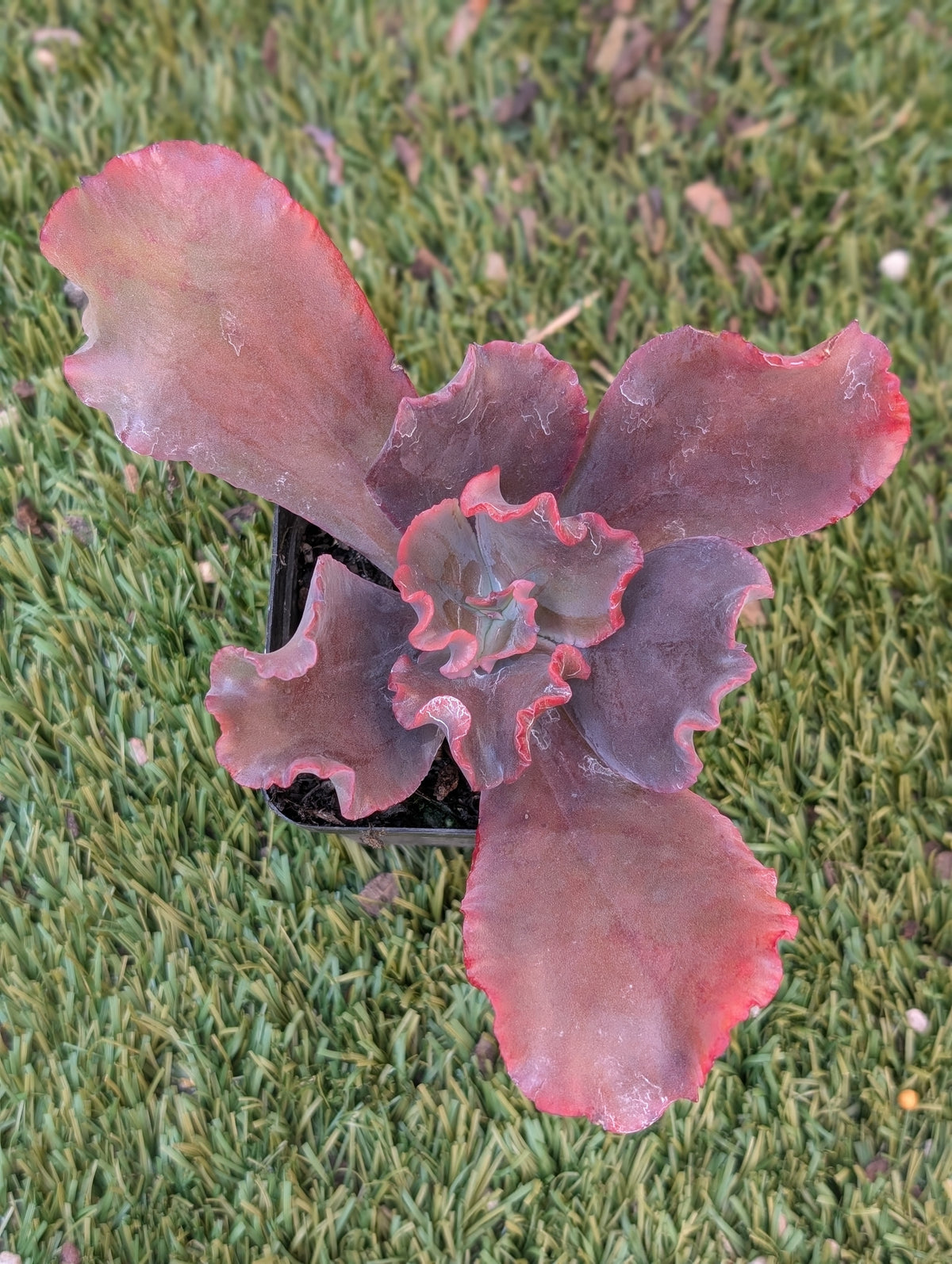 Echeveria Contessa