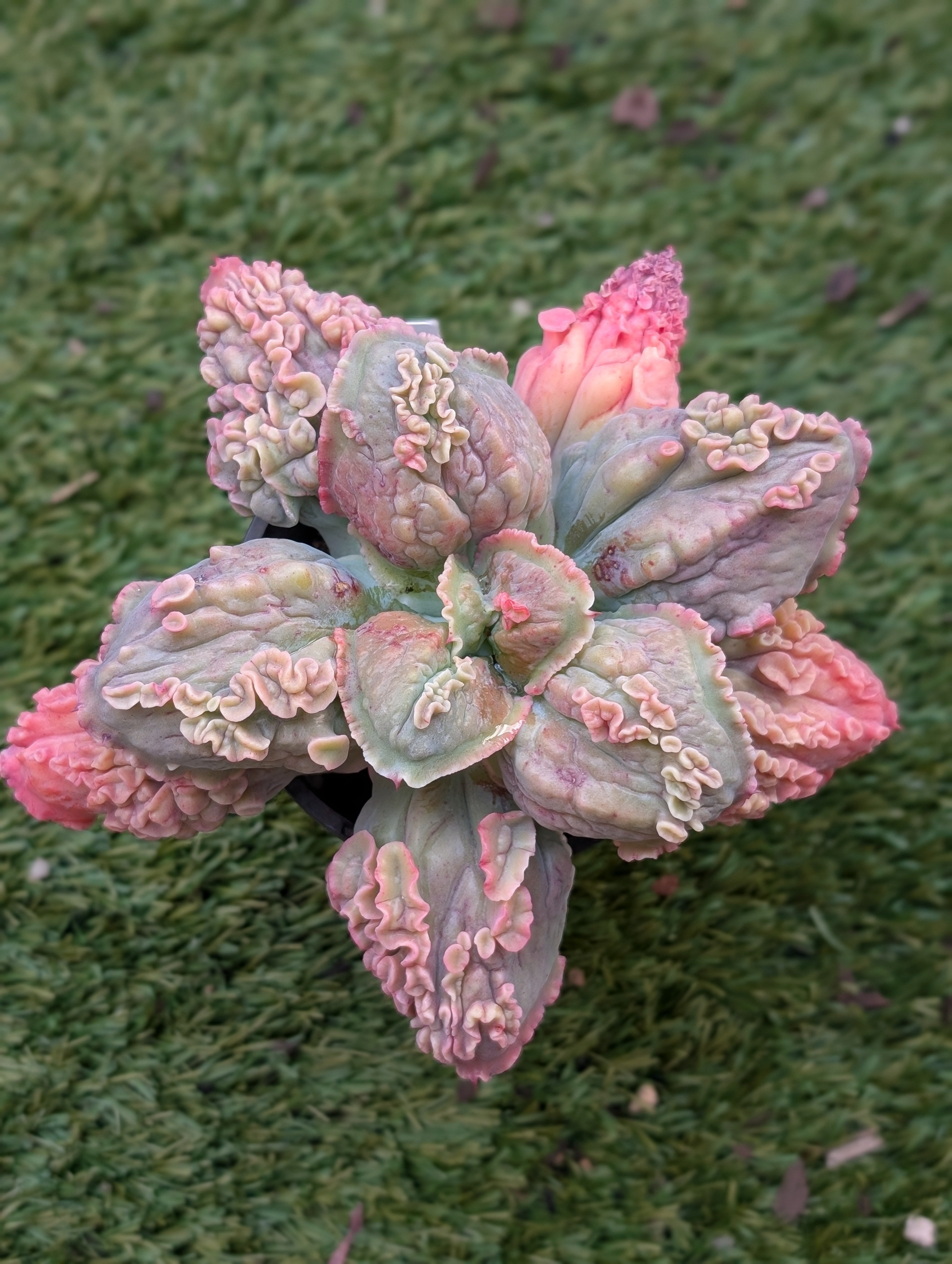 Echeveria Coral Blush