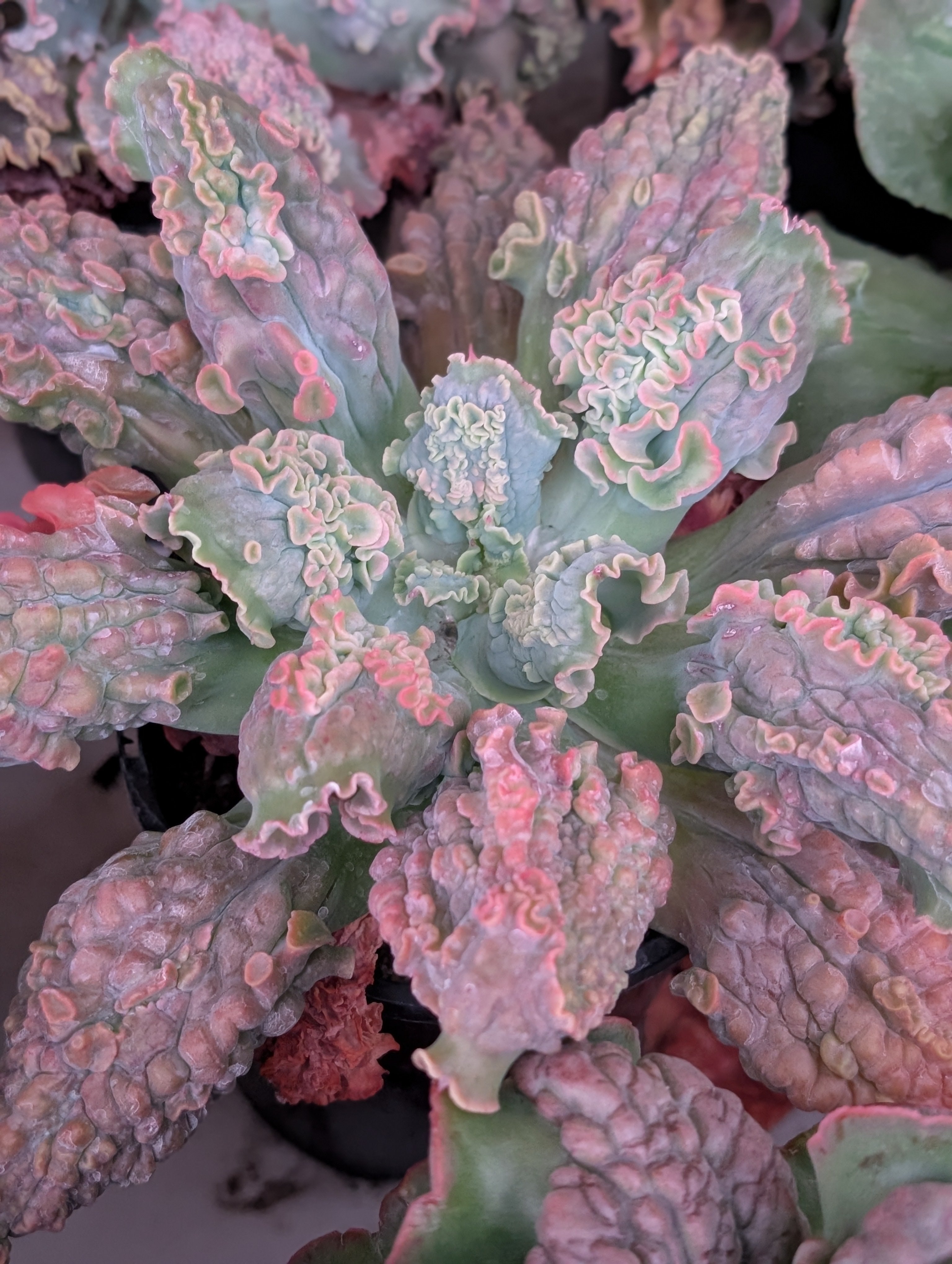 Echeveria Coral Blush