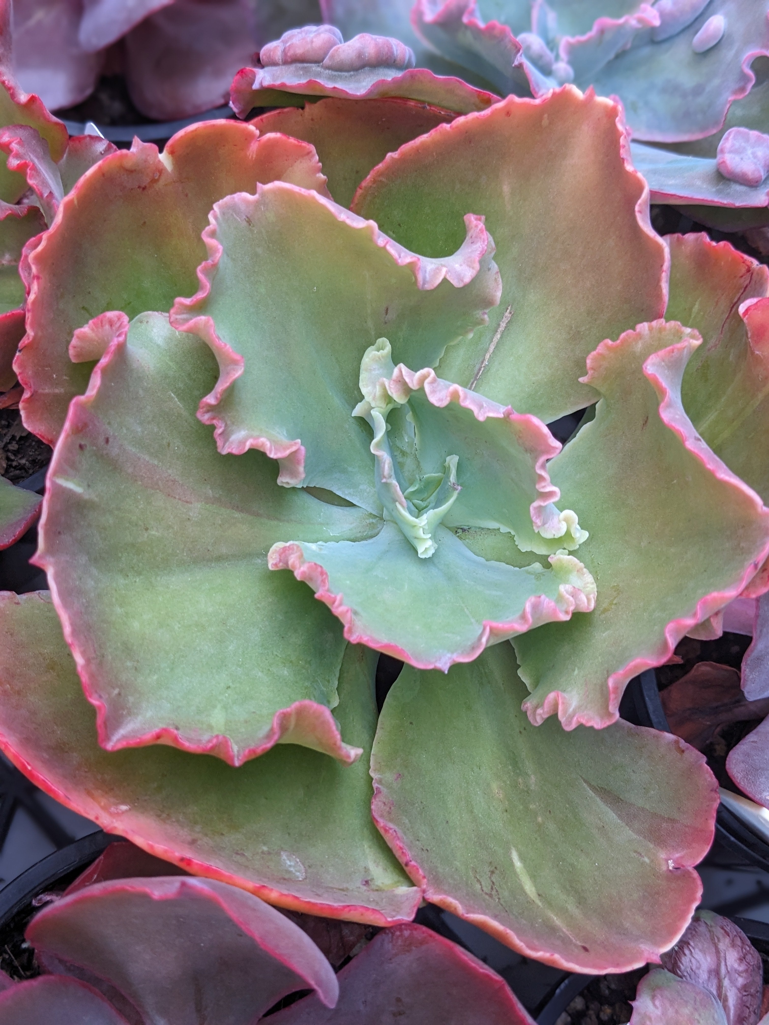 Echeveria Cream Kisses