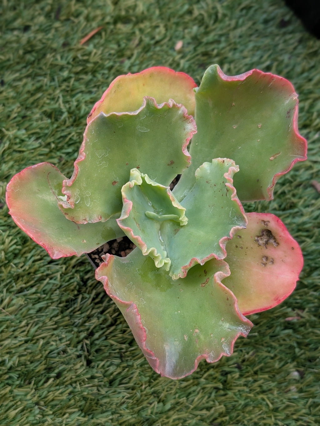 Echeveria Cream Kisses
