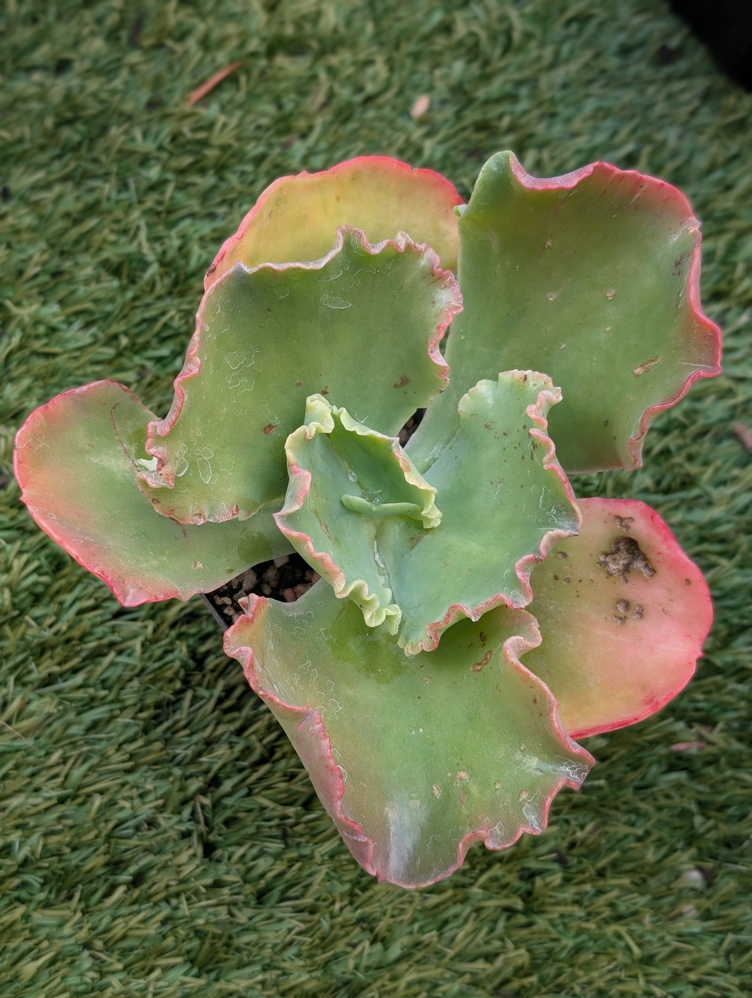 Echeveria Cream Kisses