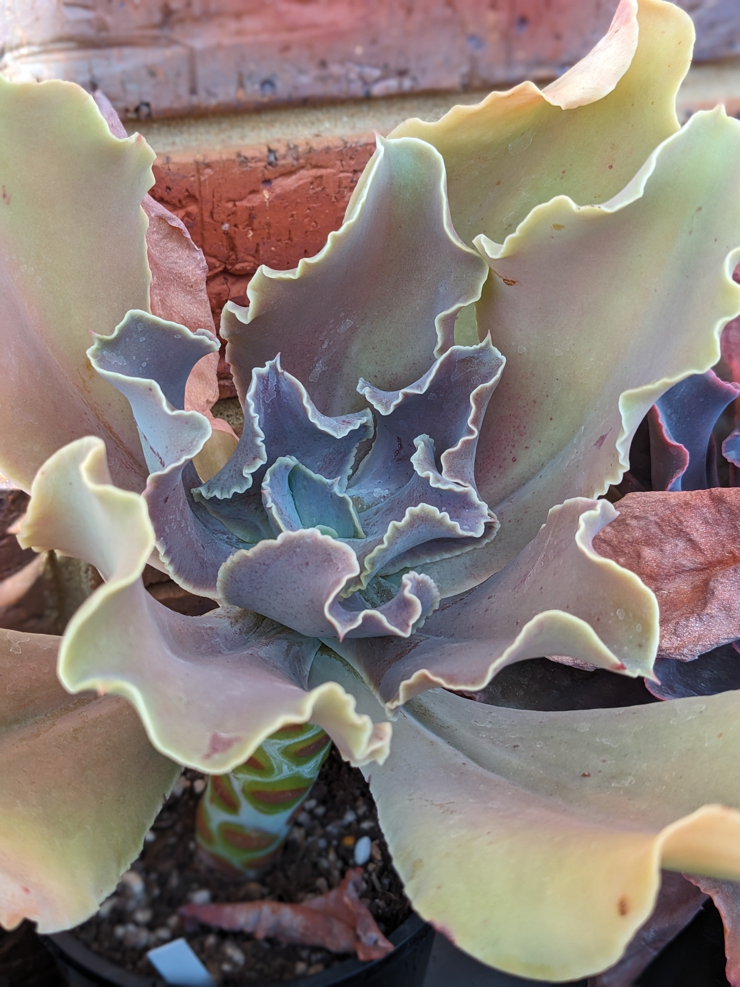 Echeveria Crispata