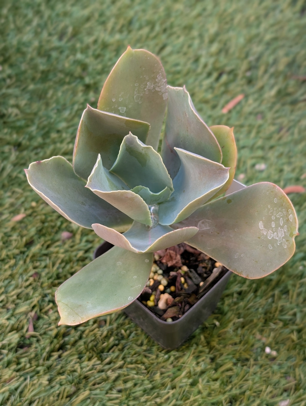 Echeveria Crispata