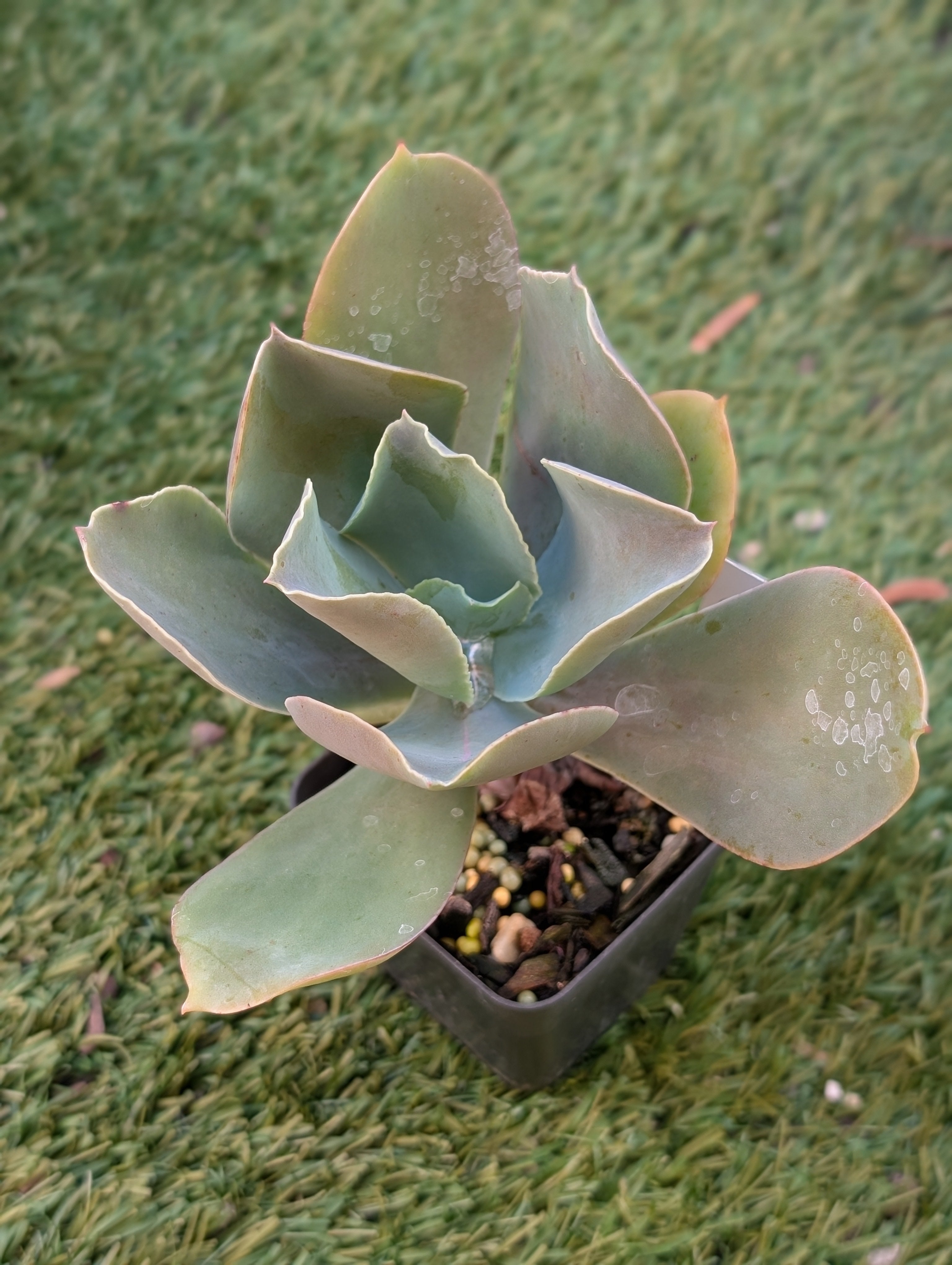 Echeveria Crispata