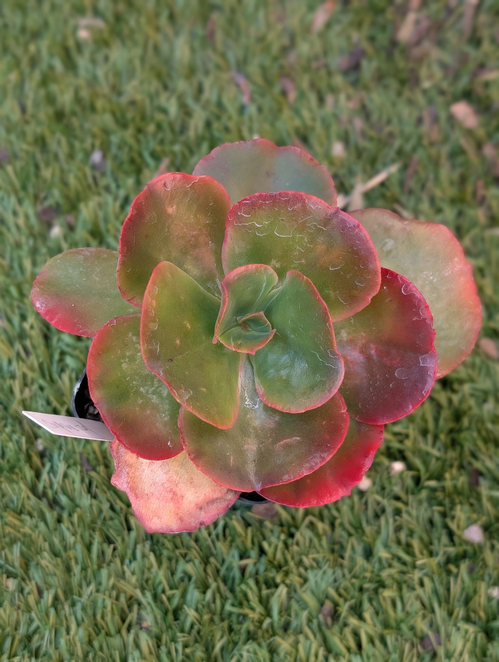 Echeveria Cupeno Red