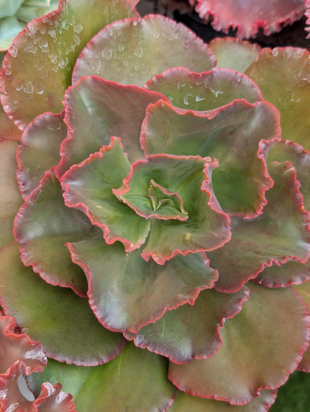 Echeveria Cupeno Red