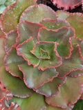 Echeveria Cupeno Red