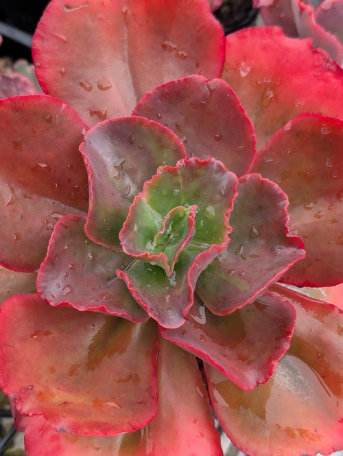 Echeveria Cupeno Red