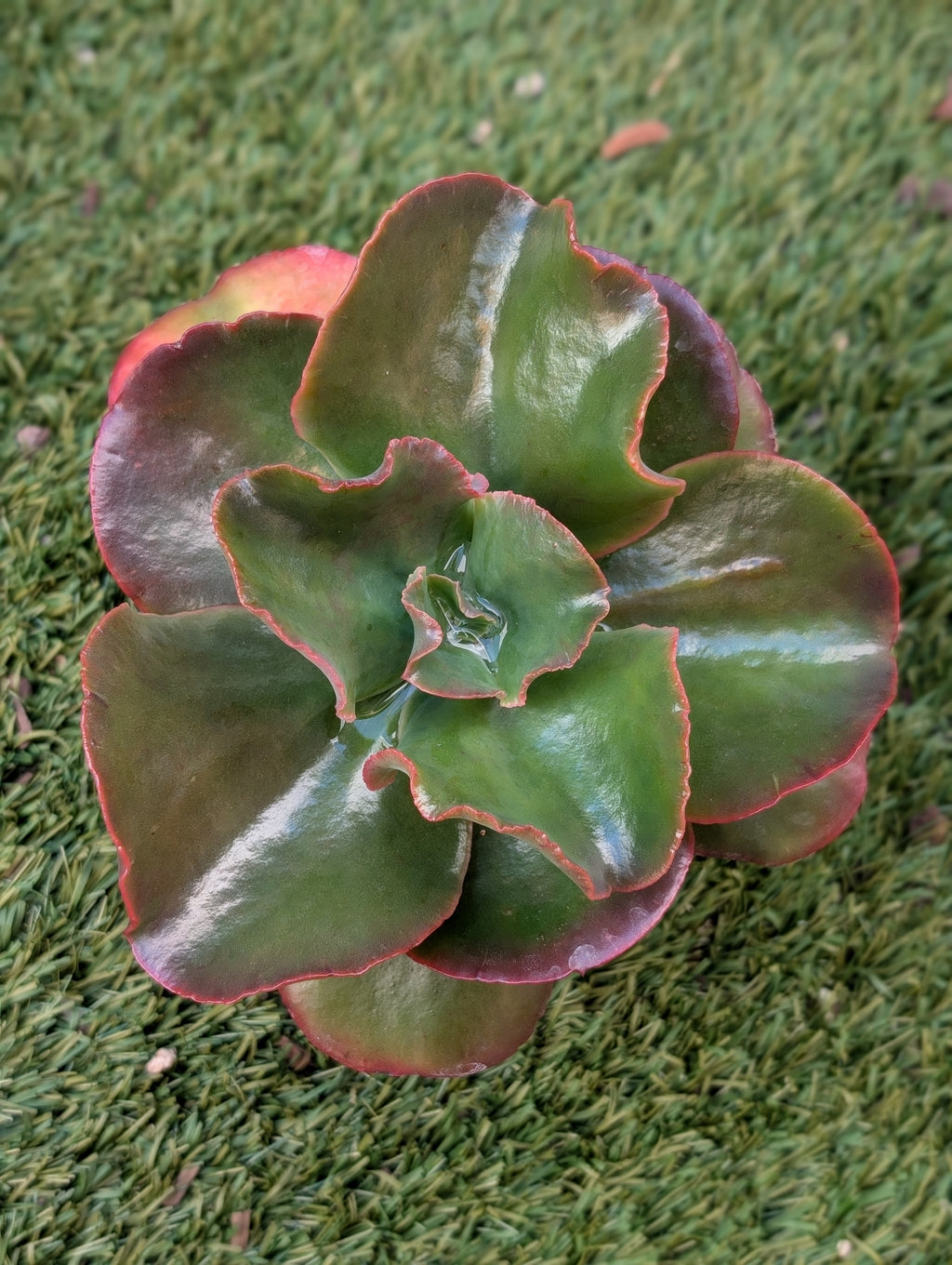 Echeveria Cupeno Red