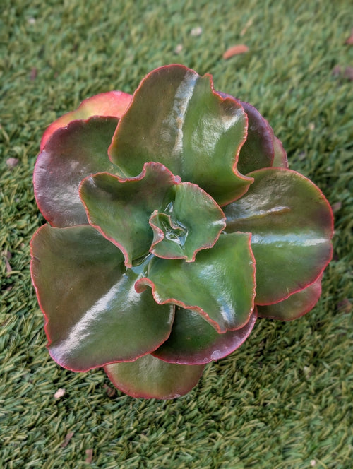 Echeveria Cupeno Red