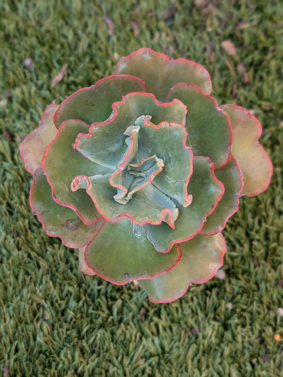 Echeveria Curl Girl