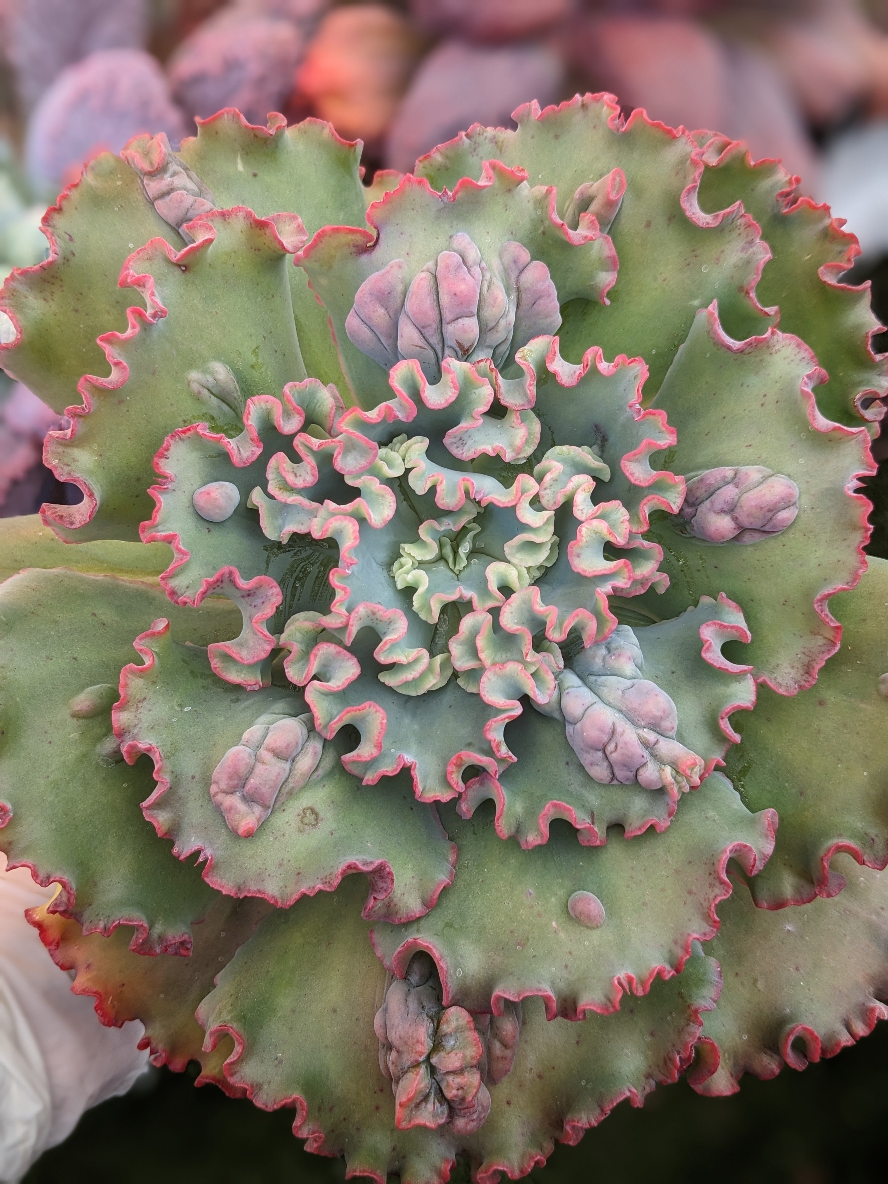 Echeveria Curl Girl