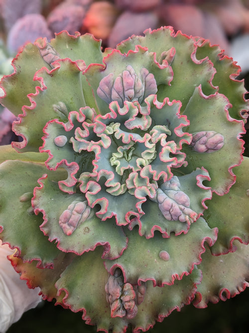 Echeveria Curl Girl