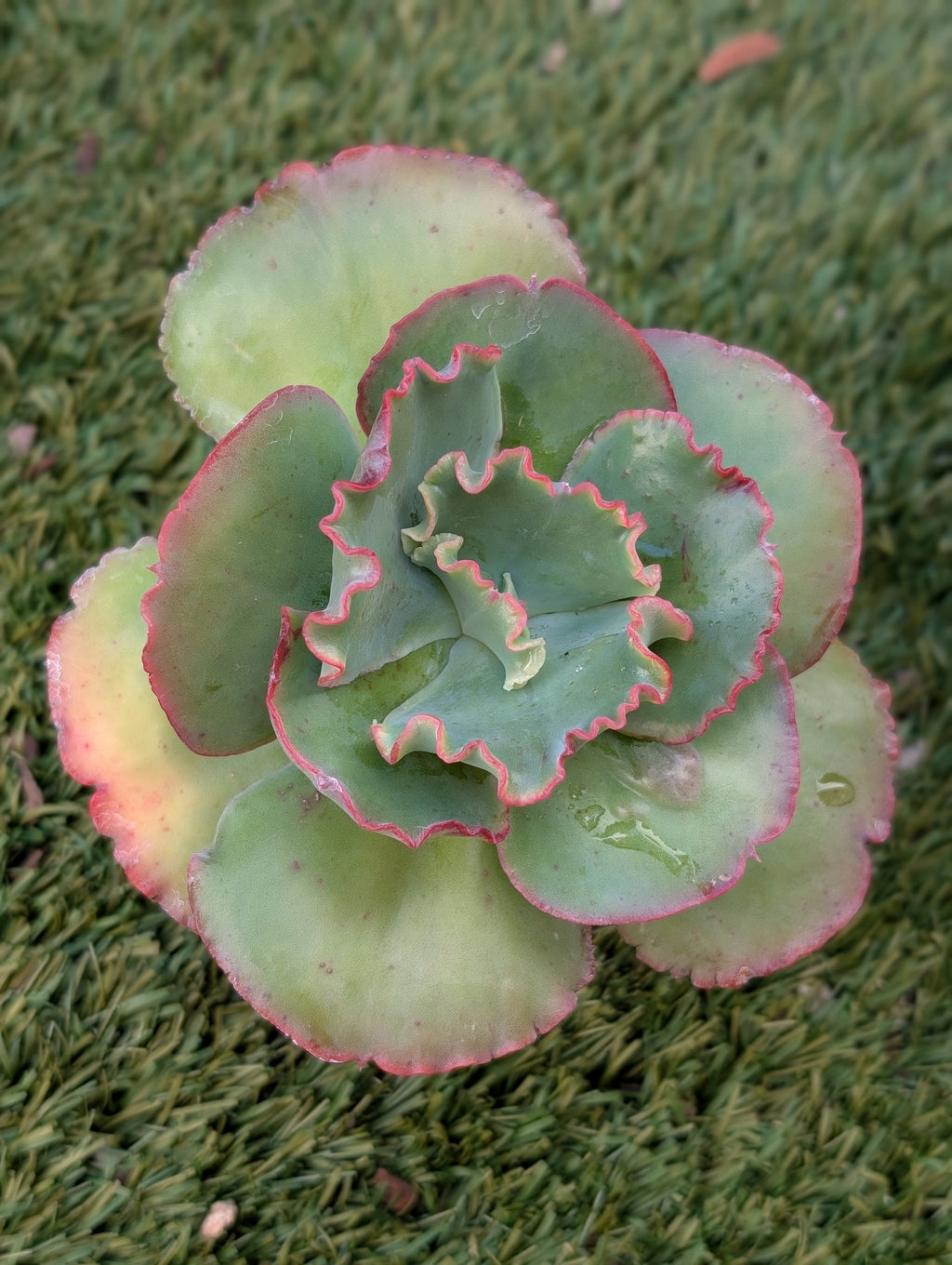 Echeveria Curl Girl