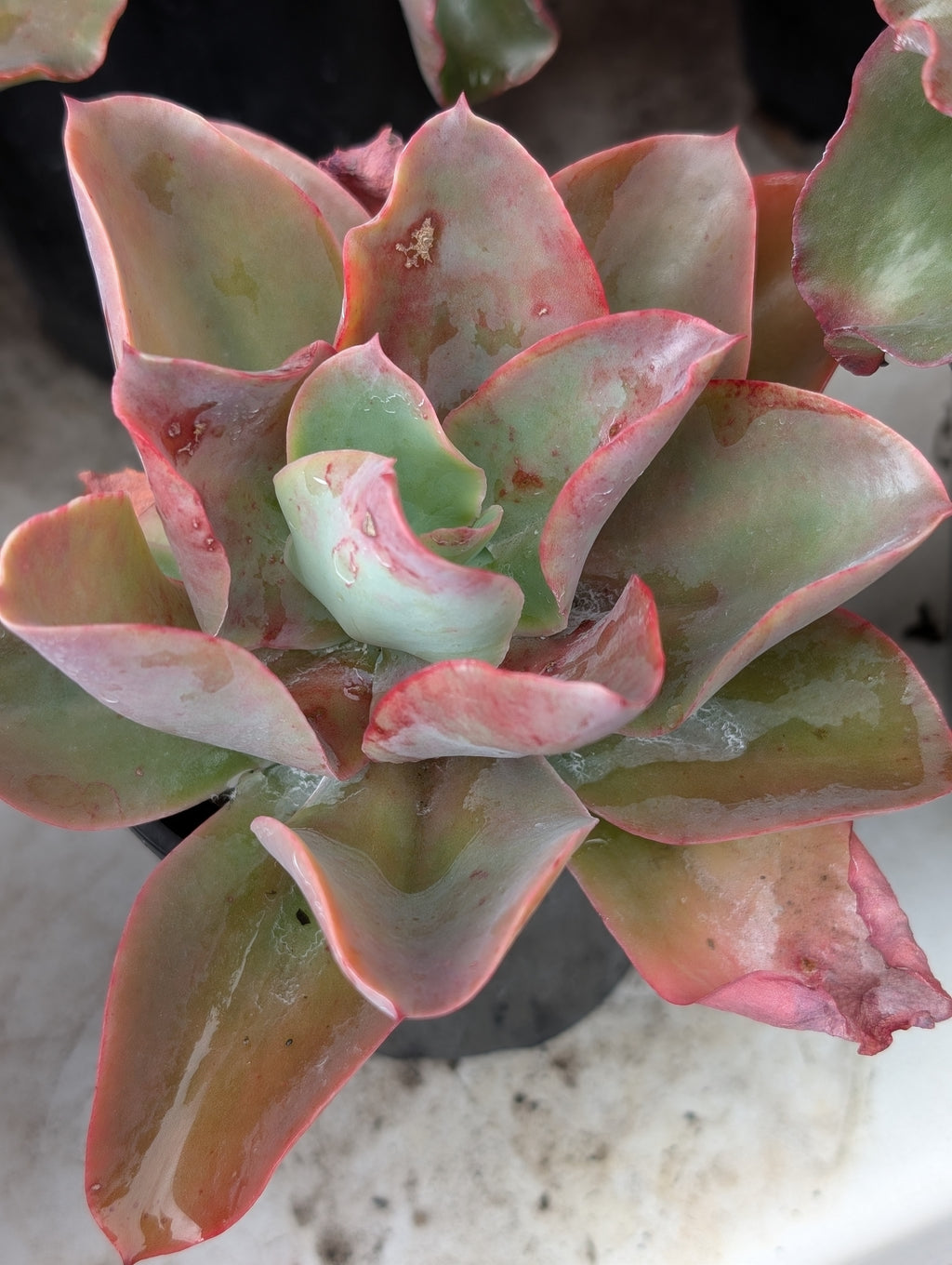 Echeveria Delight