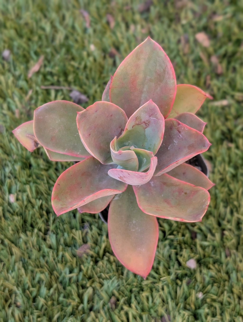 Echeveria Delight