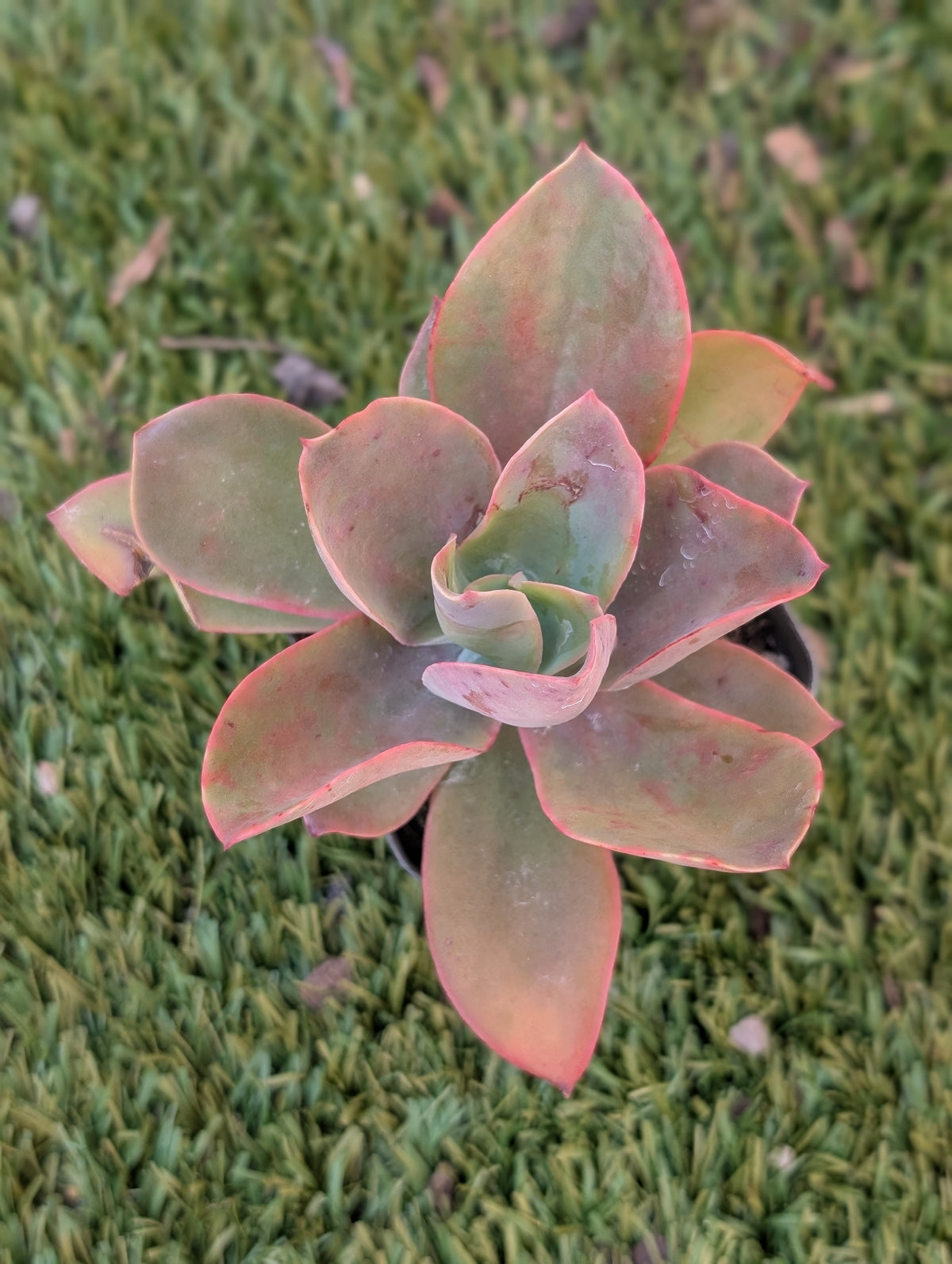 Echeveria Delight
