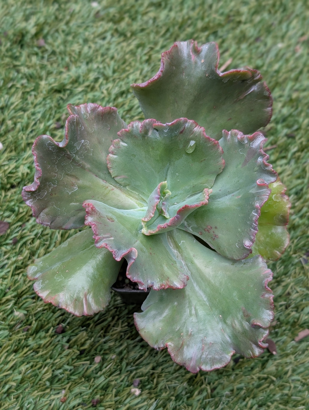 Echeveria Doublette