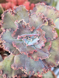 Echeveria Doublette
