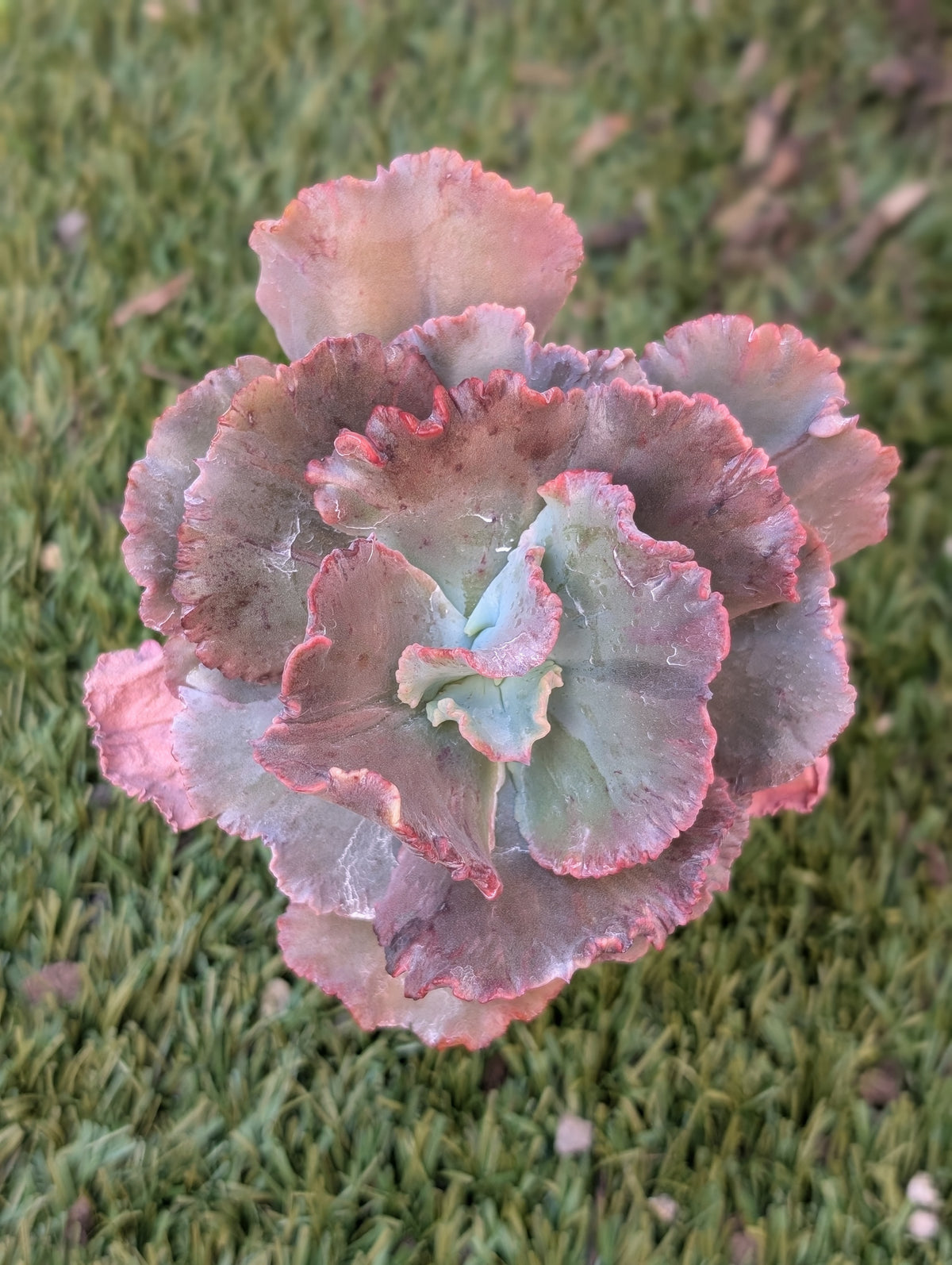 Echeveria Doublette
