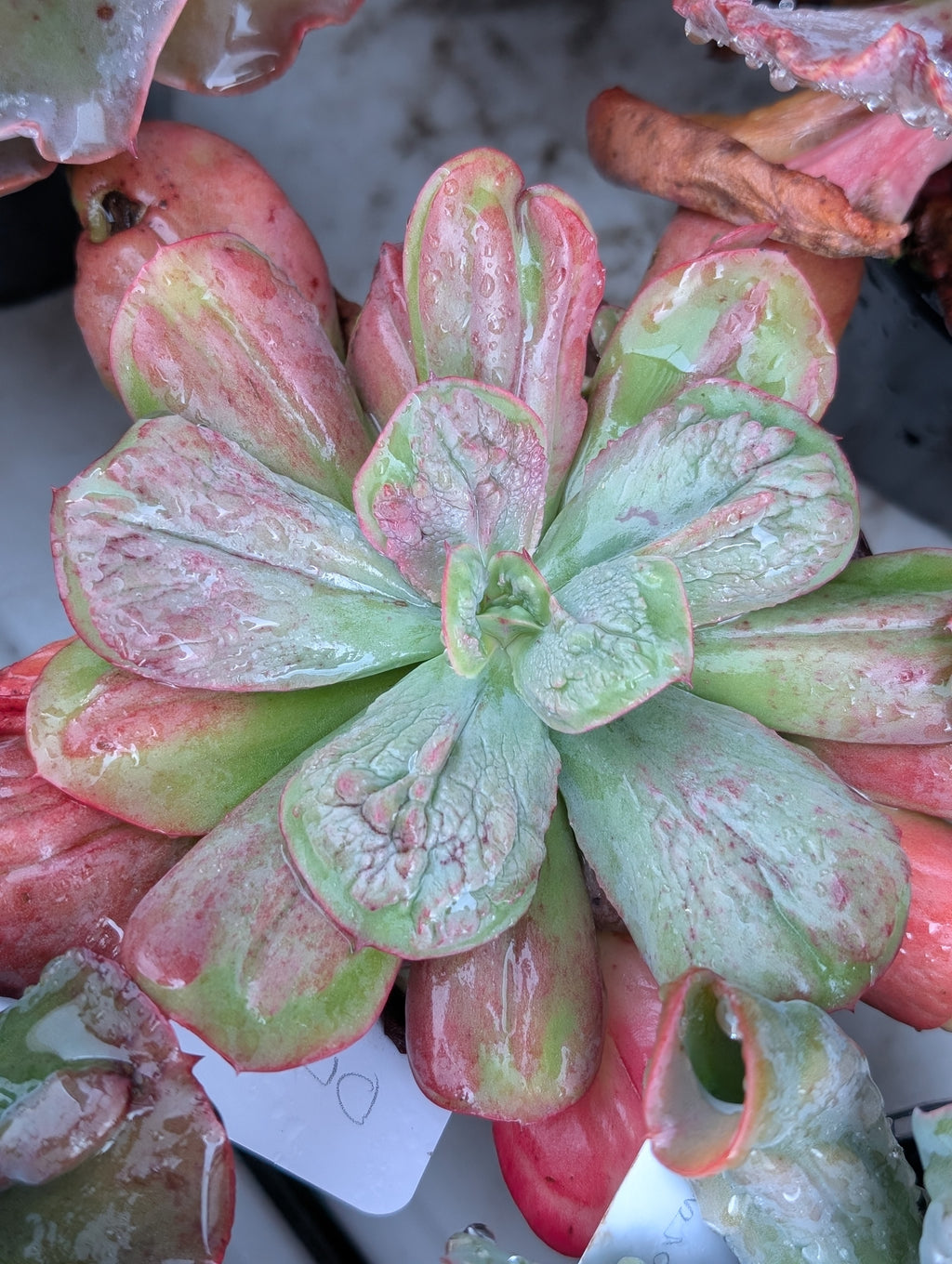 Echeveria Dracula