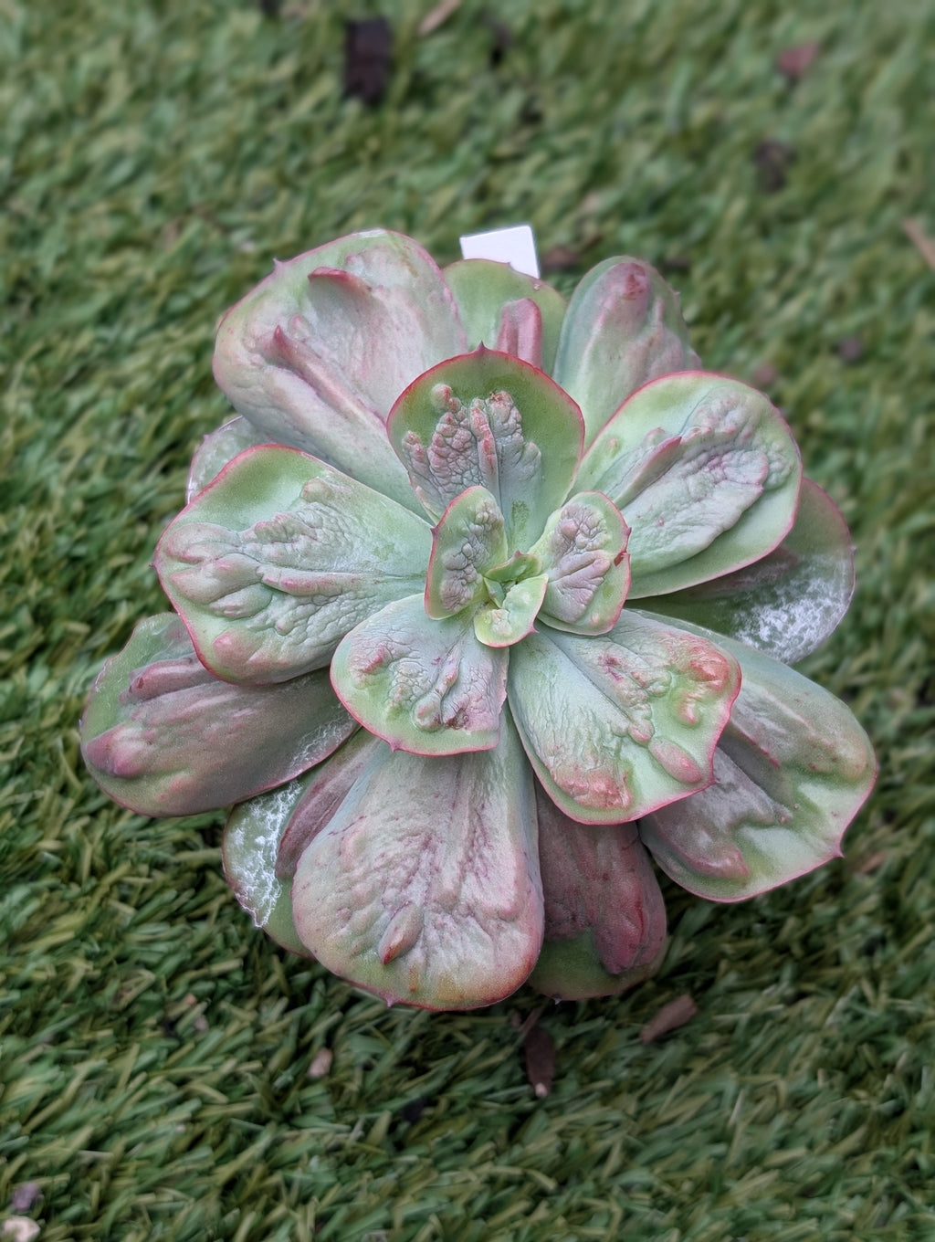 Echeveria Dracula