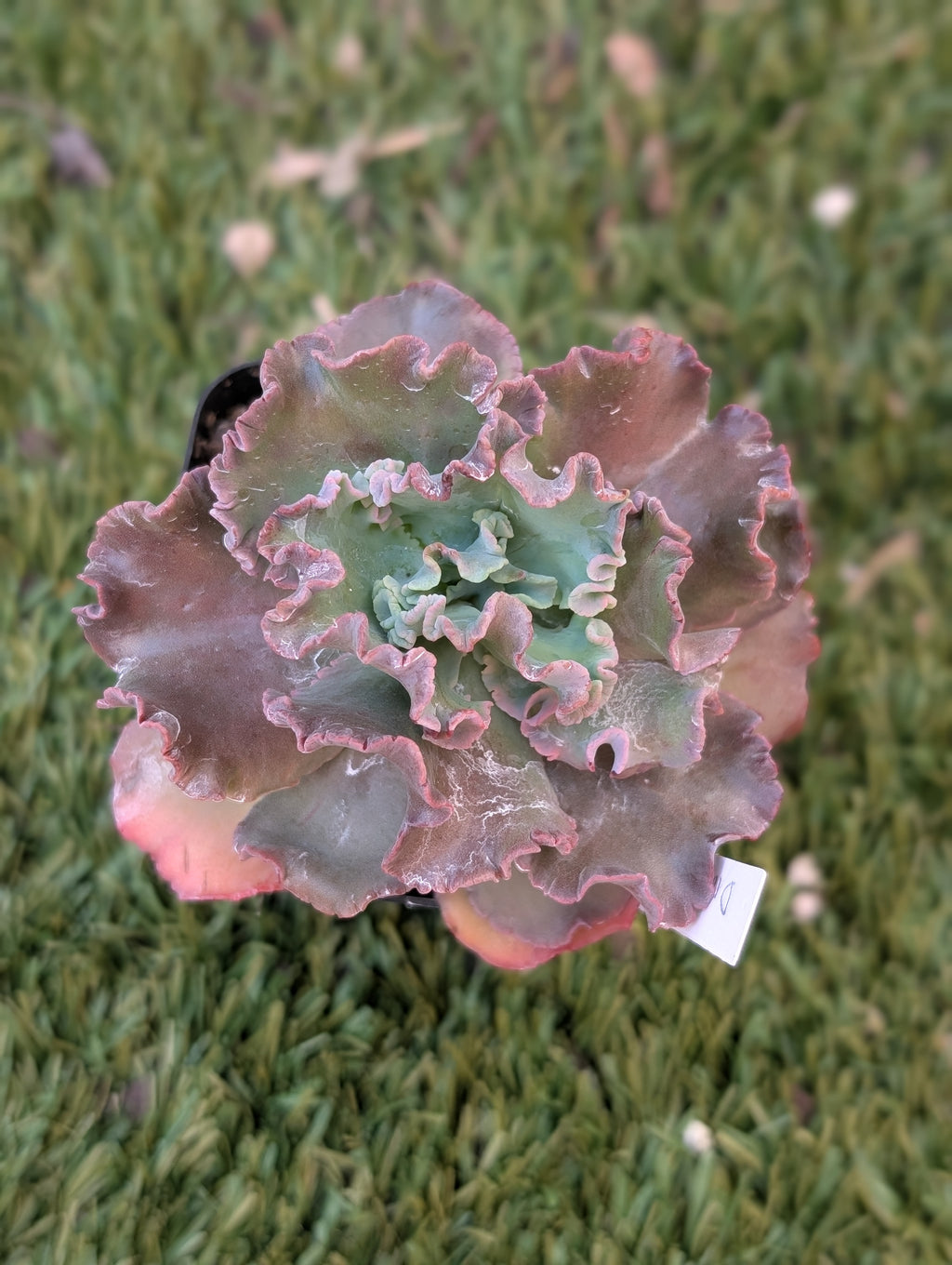 Echeveria Dragon Queen