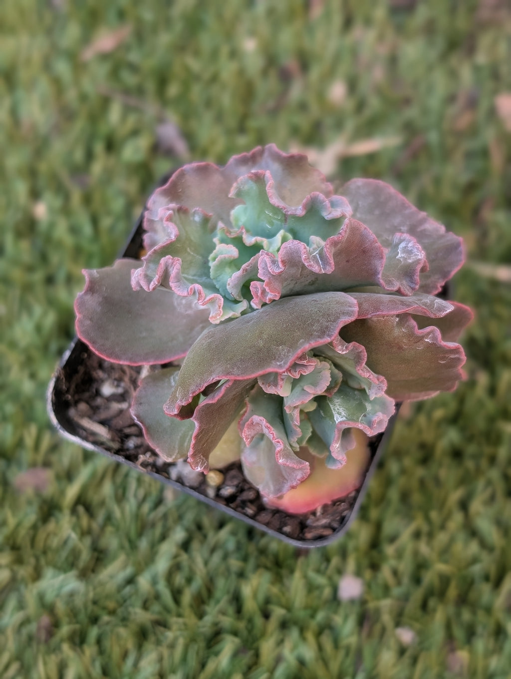 Echeveria Dragon Queen