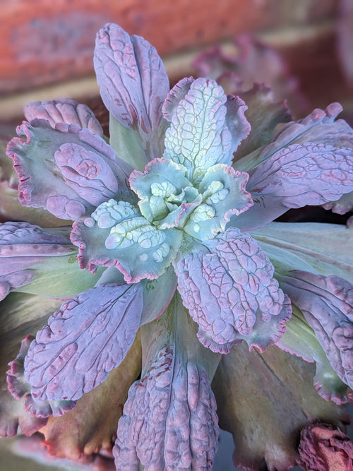 Echeveria Dragon Queen