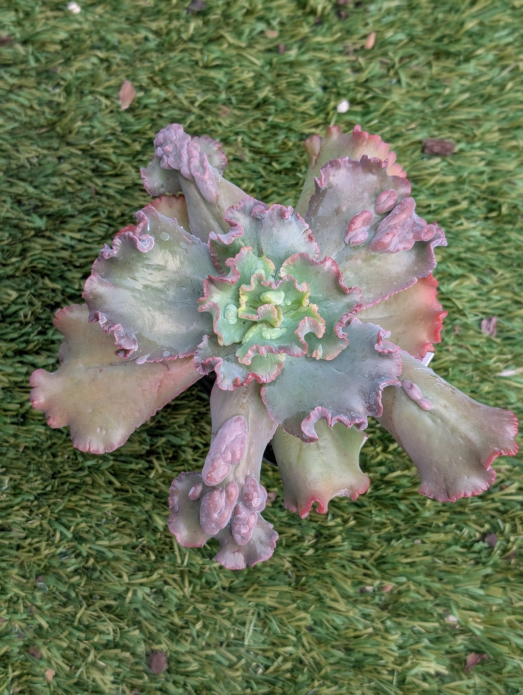 Echeveria Dragon Queen