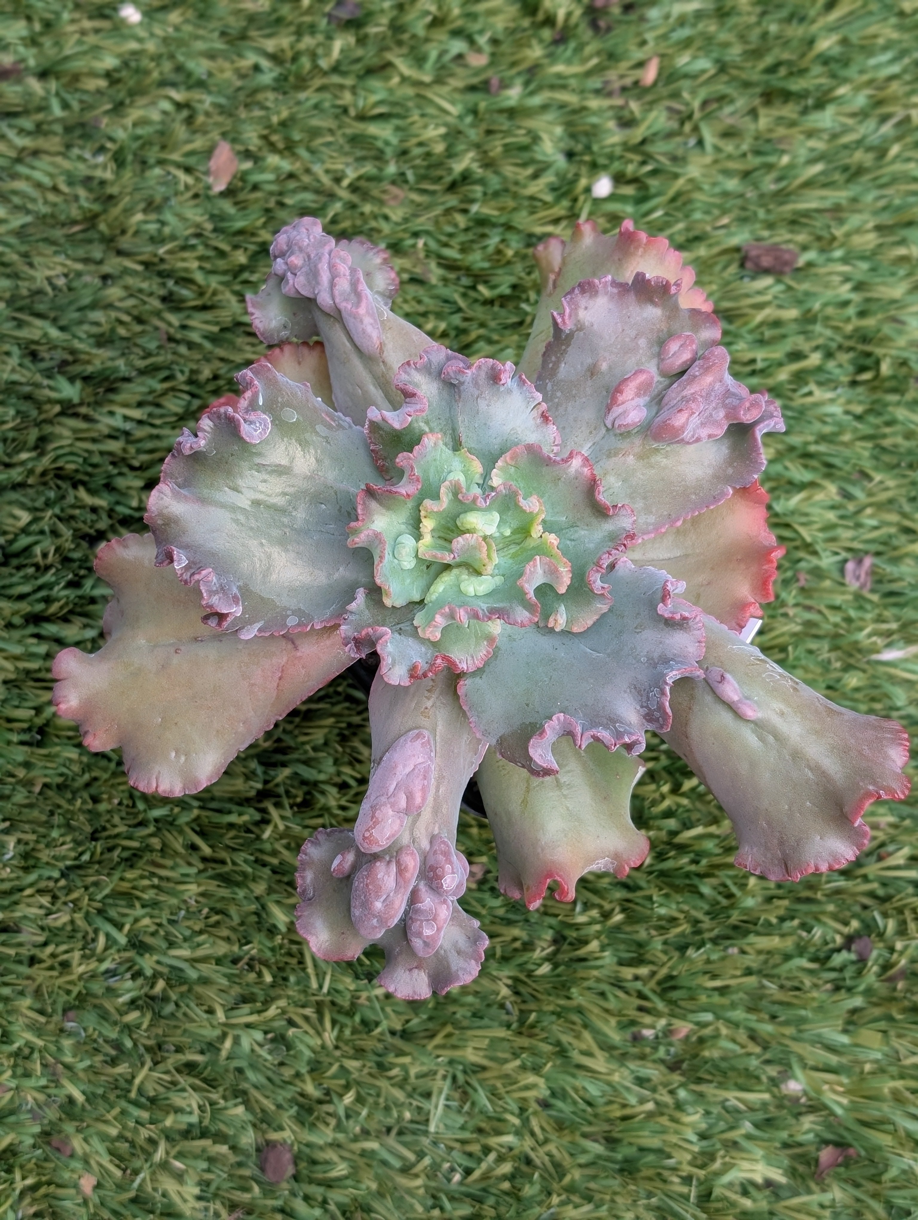 Echeveria Dragon Queen