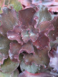 Echeveria Cerise