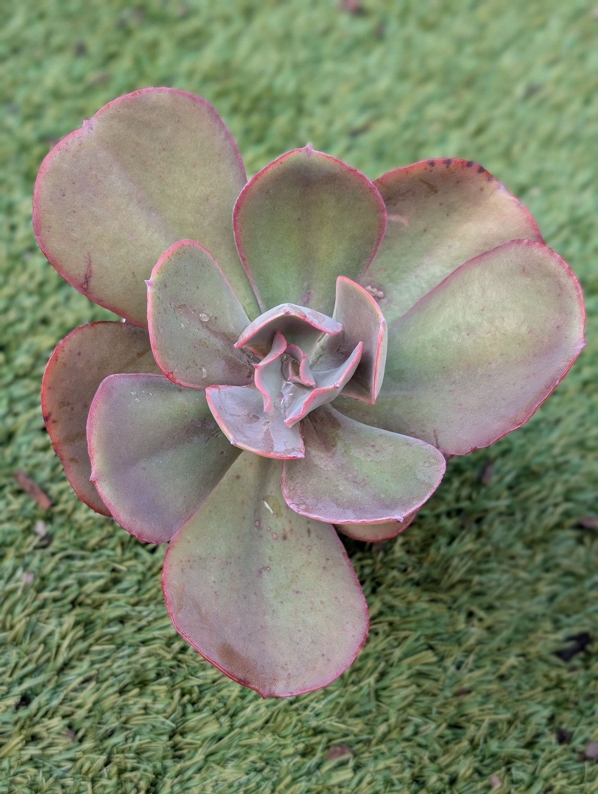 Echeveria Angel Wings