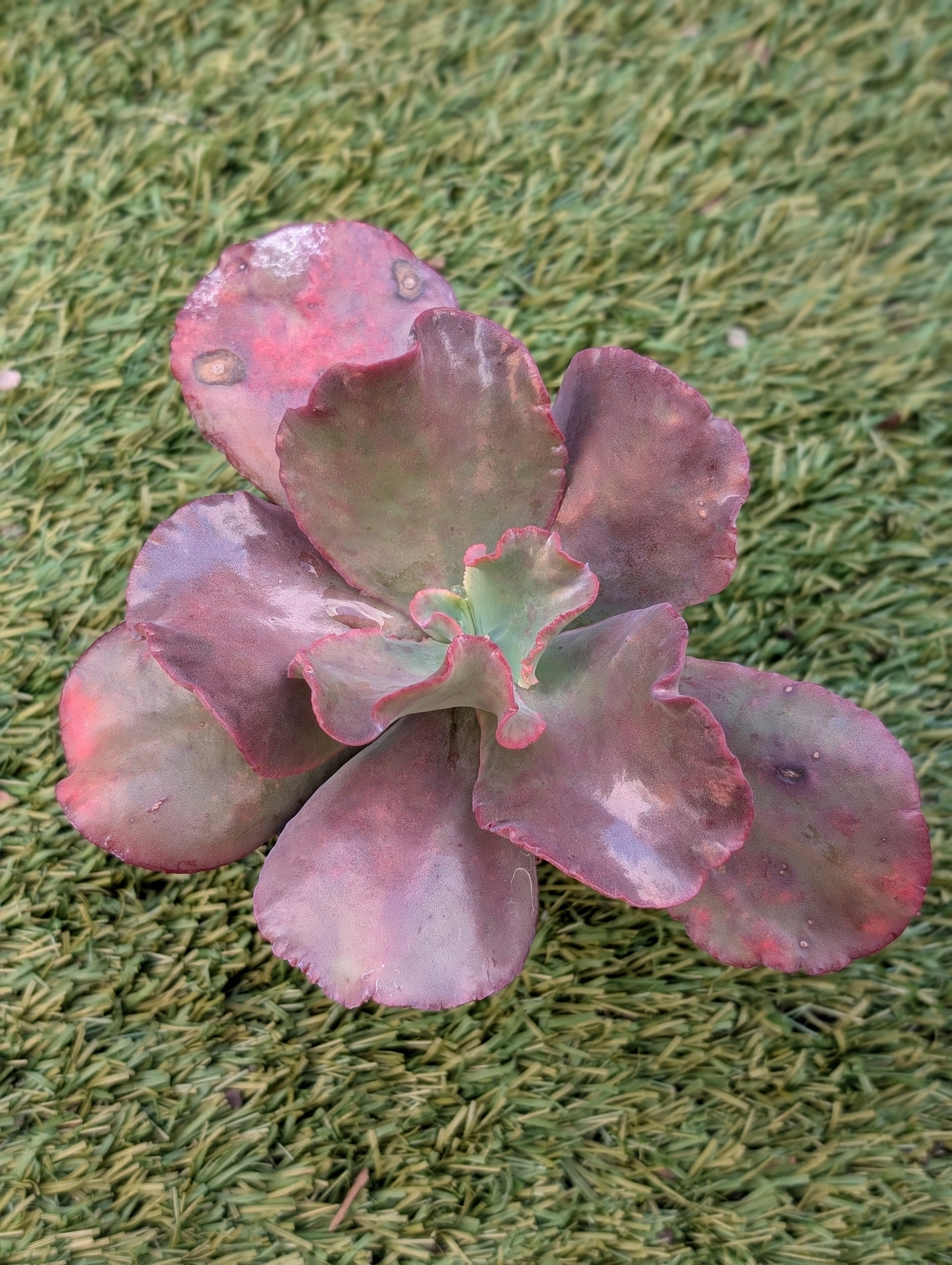 Echeveria Arabian Nights